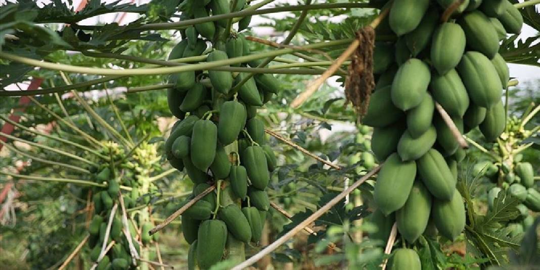 Alanya’dan dünyaya uzanan üretim! Haftada 3 ton ihracat ediliyor: Bir ağaçtan yılda 60 kg hasat ediliyor 2